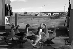 ducks-in-a-row 5442465373 o